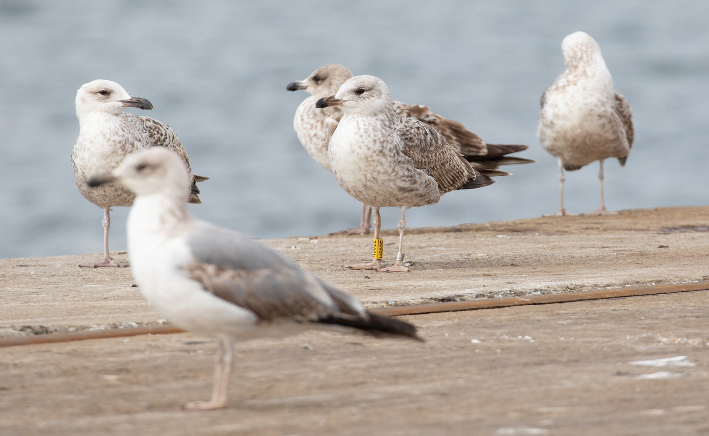 Aranzadi Eraztuntze Bulegoko II. Eraztunketa Topaketak