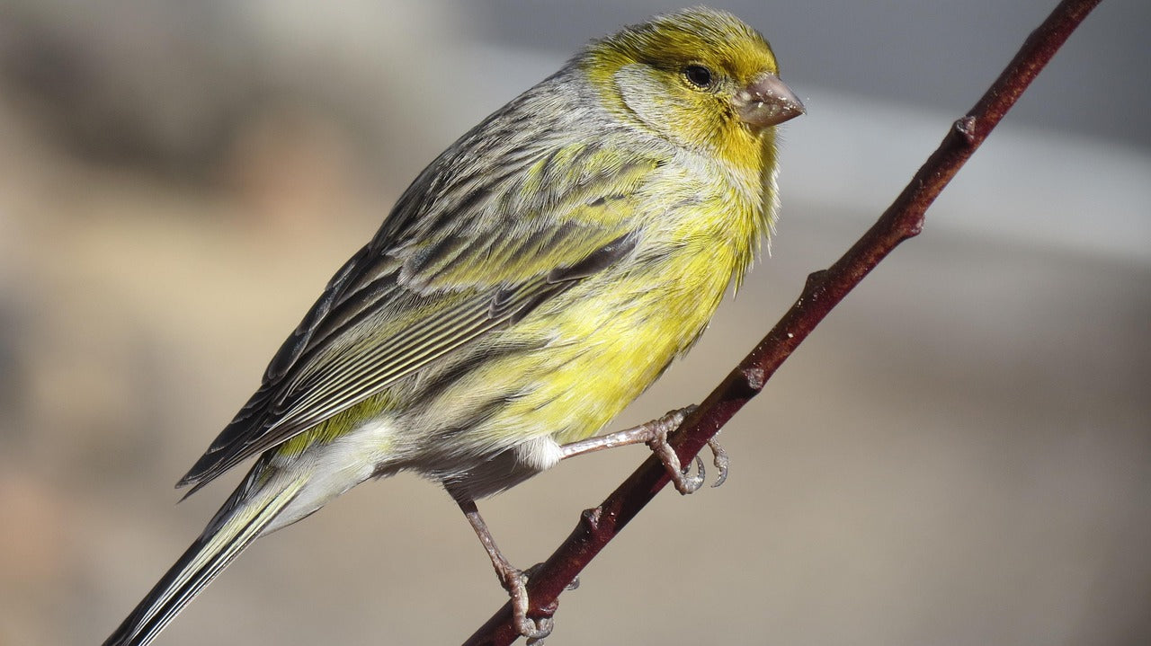 CURSO ONLINE. 2. Aves de Canarias.