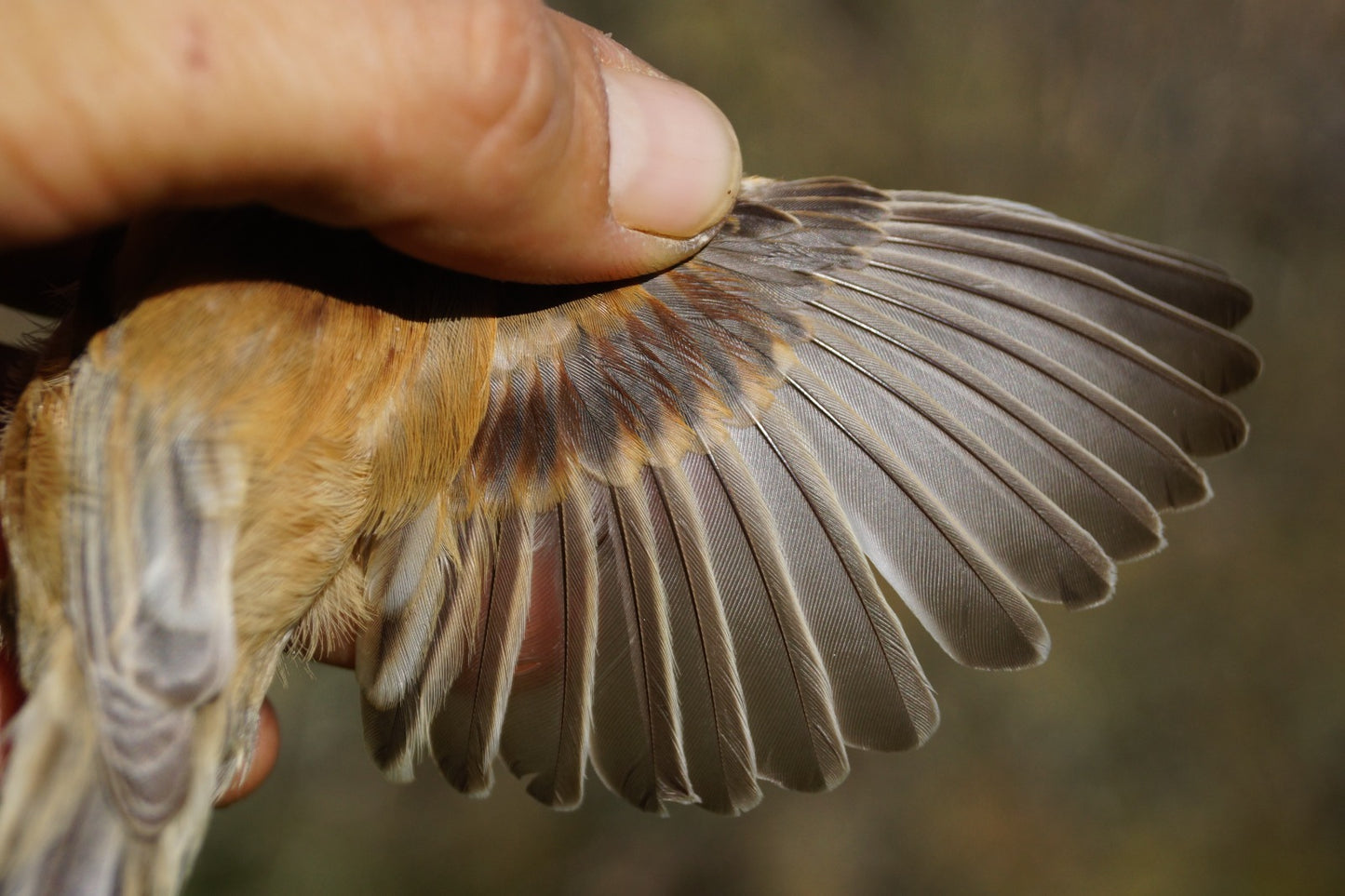 CURSO ONLINE. 3. La muda en aves de Canarias.