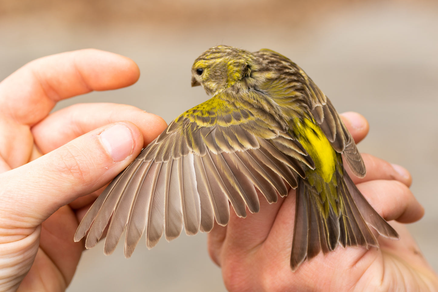 CURSO ONLINE. 4. Aspectos metodológicos, manipulación de aves en mano, enfermedades y profilaxis.