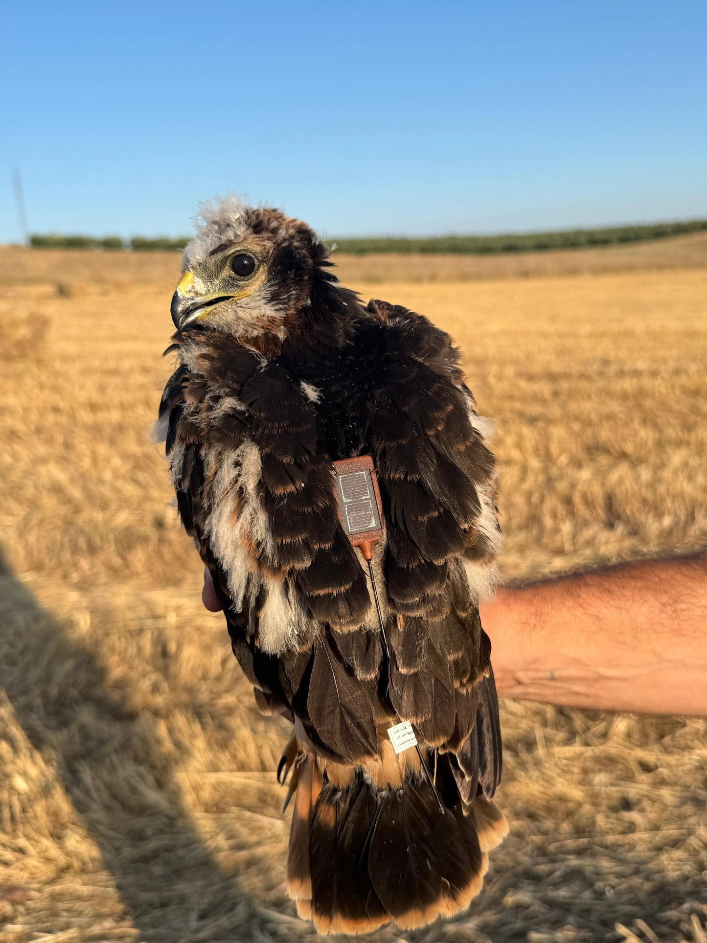Arnes pelbikoa harraparietan eta beste hegazti batzuetan erabiltzeari buruzko nazioarteko mintegia.