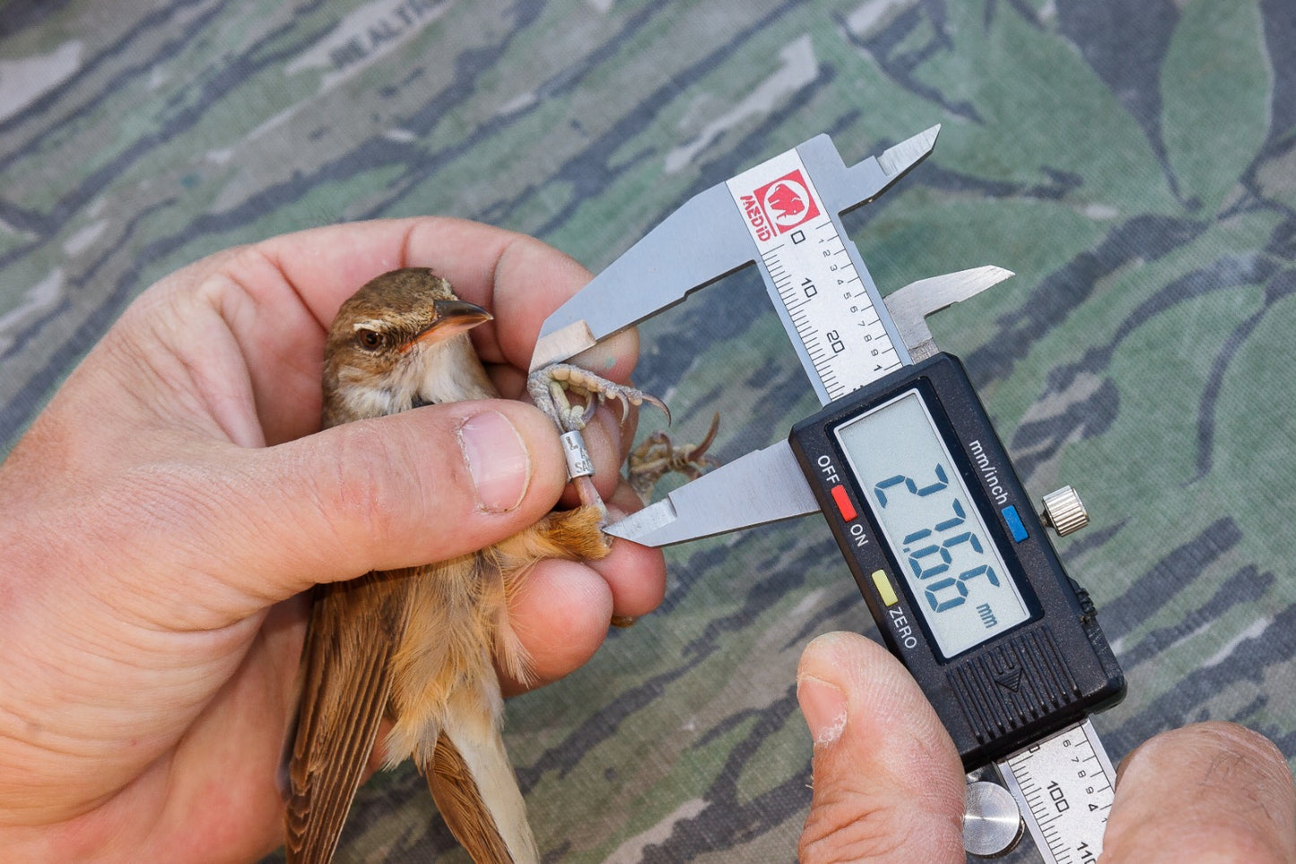 CURSO ONLINE. 1. Introducción al anillamiento científico de aves.