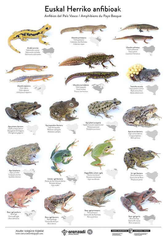 Euskal Herriko anfibioak