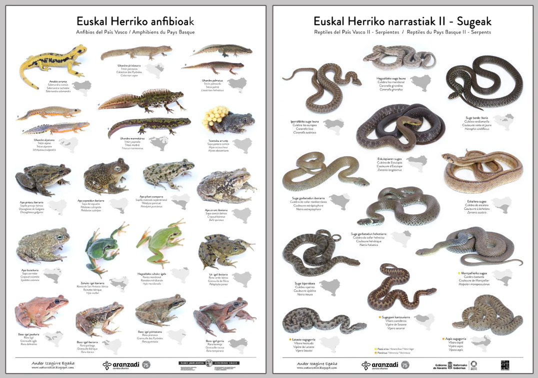 Euskal Herriko anfibioak