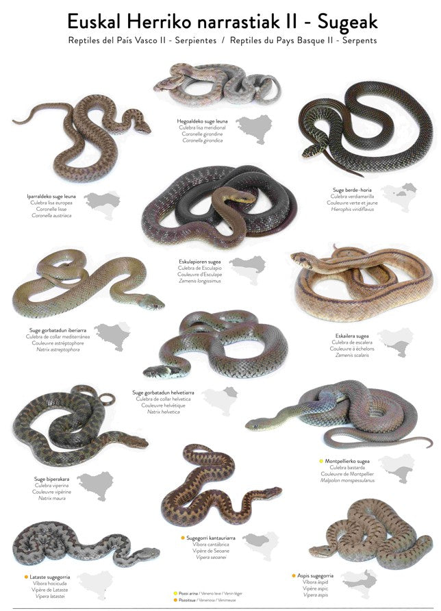 Reptiles de Euskal Herria - Serpientes