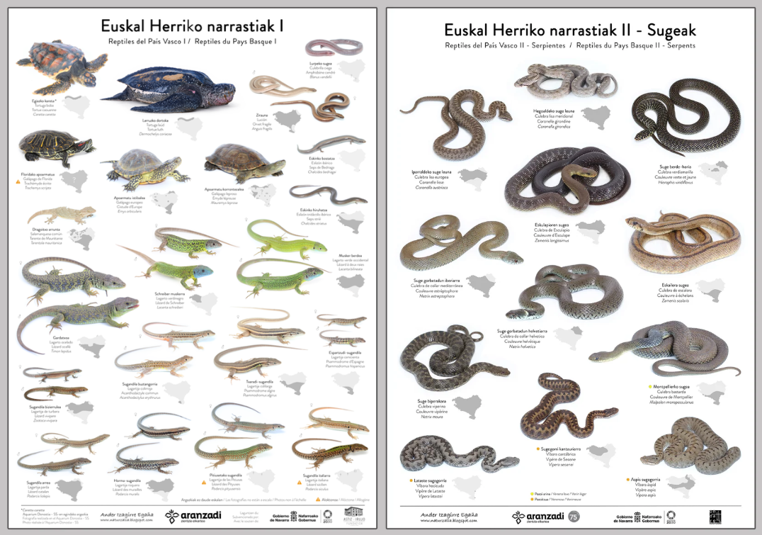 Euskal Herriko narrastiak II - Sugeak