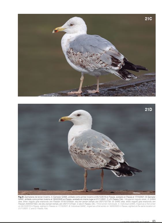 La gaviota patiamarilla de Euskadi