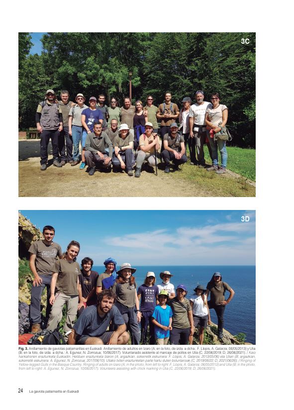 La gaviota patiamarilla de Euskadi