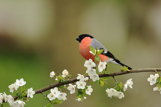 Hegazti identifikazioa mendian: kantuak eta zentsoak Lekunberrin (2026/06/13)