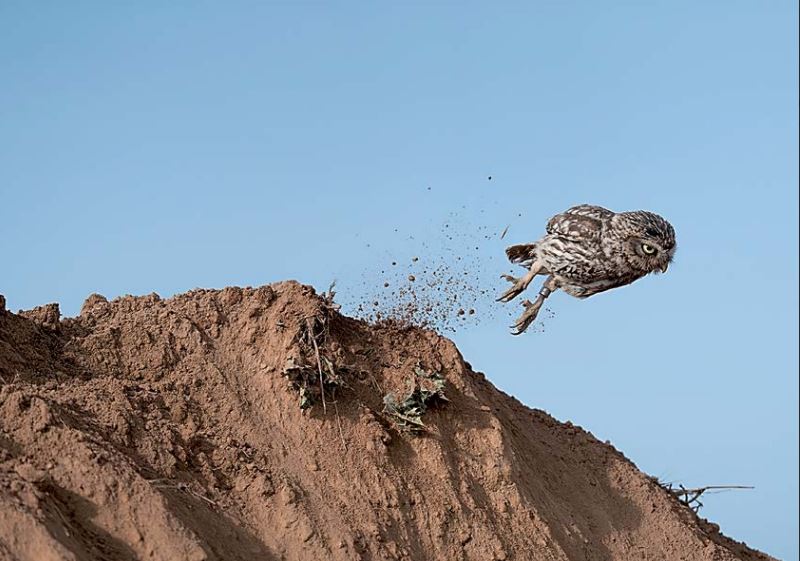 Calendario 2026 Aves