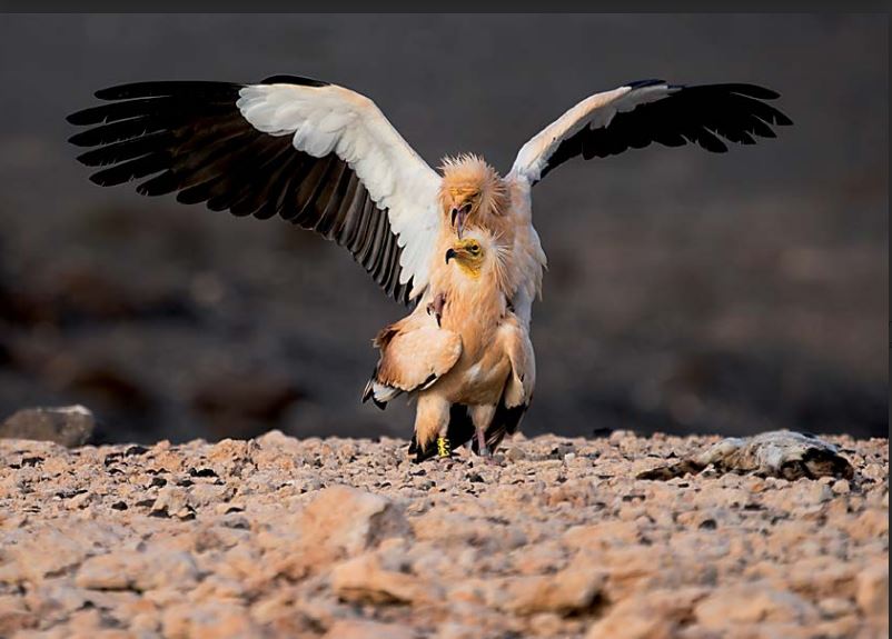 Calendario 2026 Aves